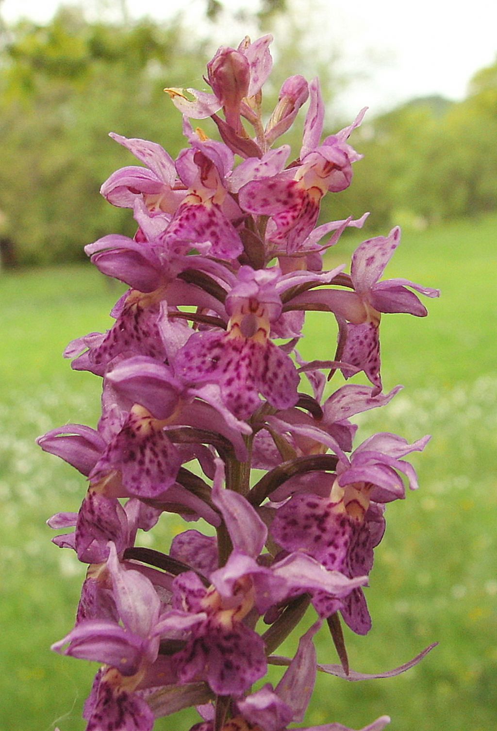 ibrido  di  dactylorhiza sambucina - dacthylorhiza  maculata